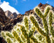 CACTI & SUCCULENTS