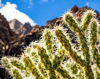 CACTI & SUCCULENTS