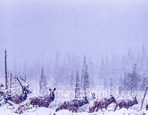 DEER FAMILY, COLORADO
