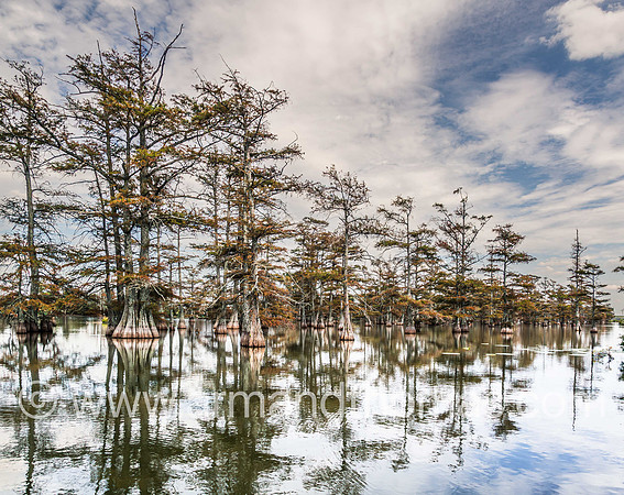 SWAMP, DUBLIN, MS