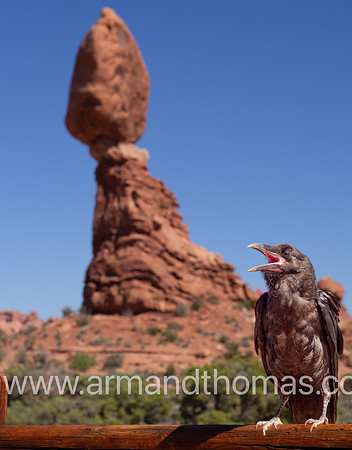 CROW & HOODOO