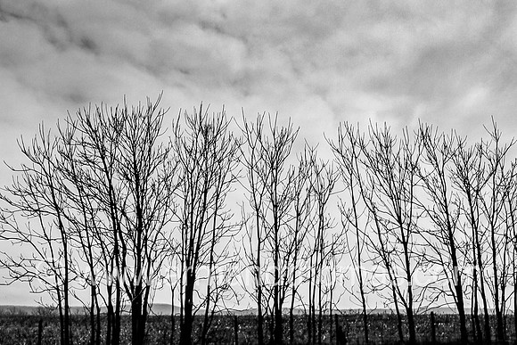 WINTER TREES, TEXAS