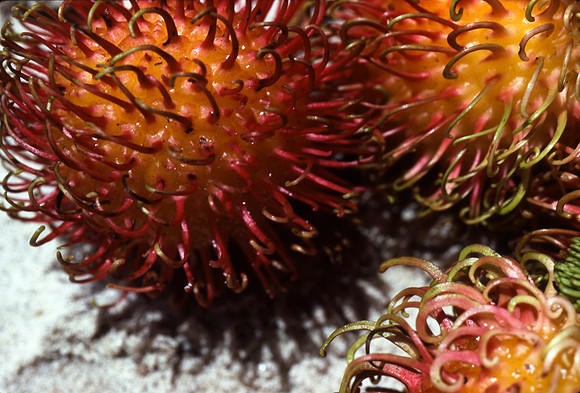 rambutan