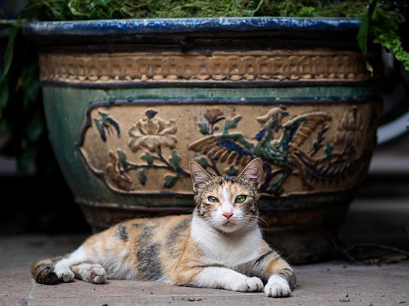 CAT, HO CHI MINH CITY