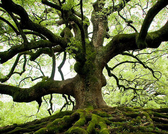 OLD OAK TREE