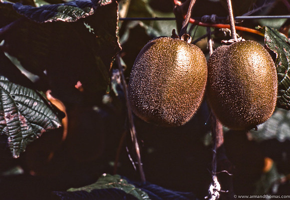 Kiwi Fruit