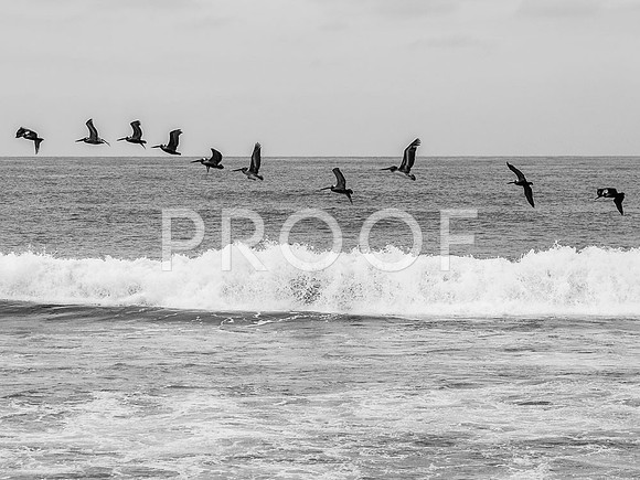 Gulls over Surf, Mexico