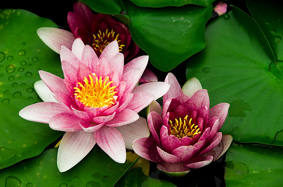 WATER LILIES
