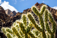 DESERT_CACTI